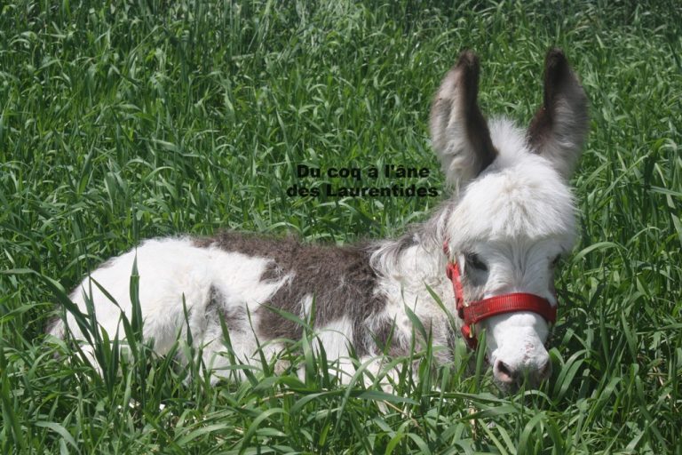 bébé âne dans la longue herbe
