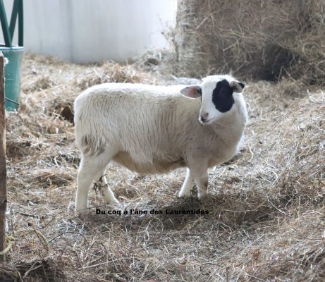 mouton dorper