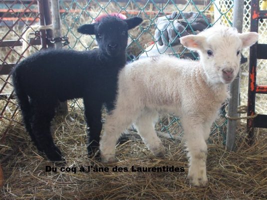 bébé mouton agneau agnelle 01